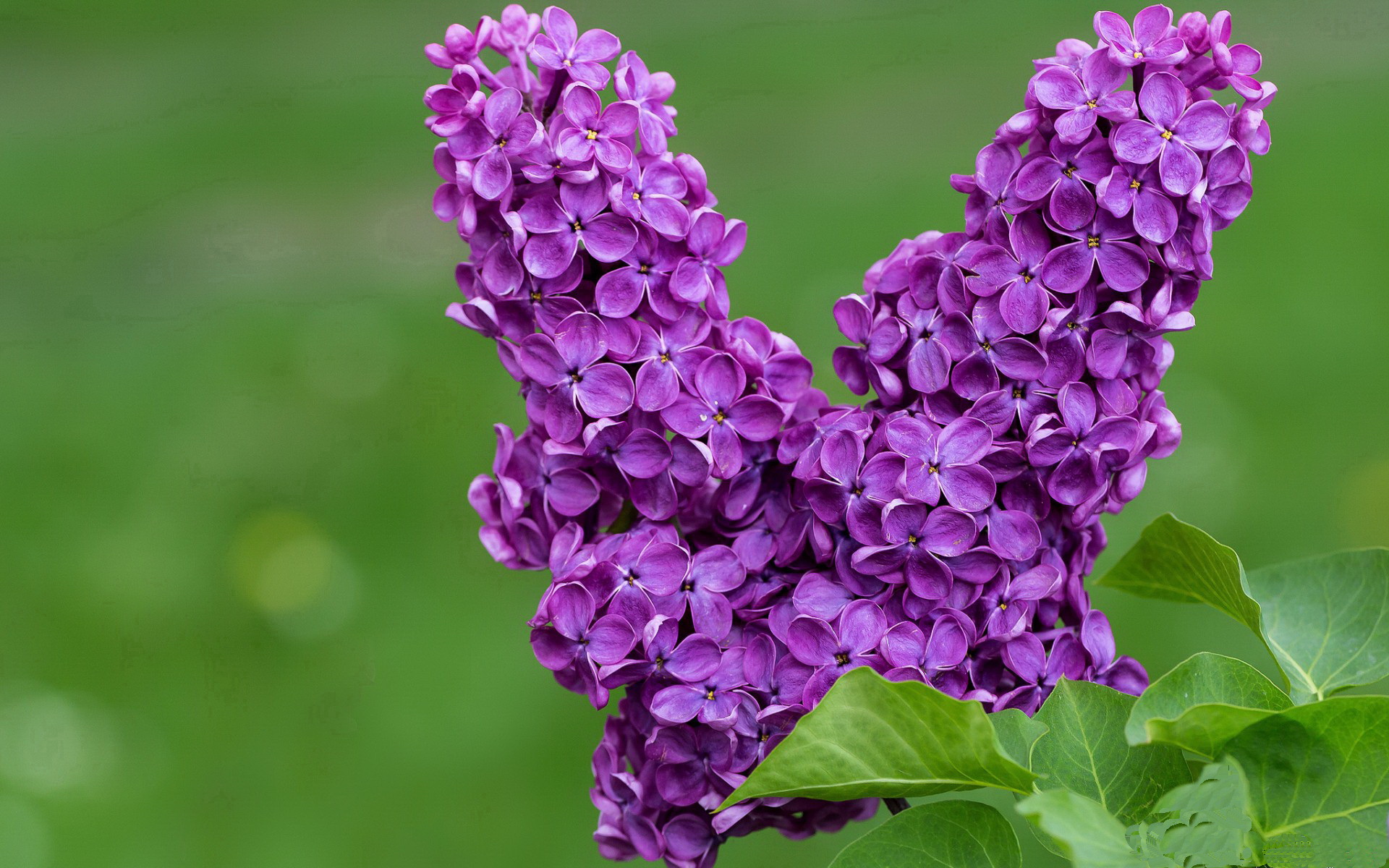 九游电脑版-体育赛事观众满意度调查，体育赛事观众满意度调查方案