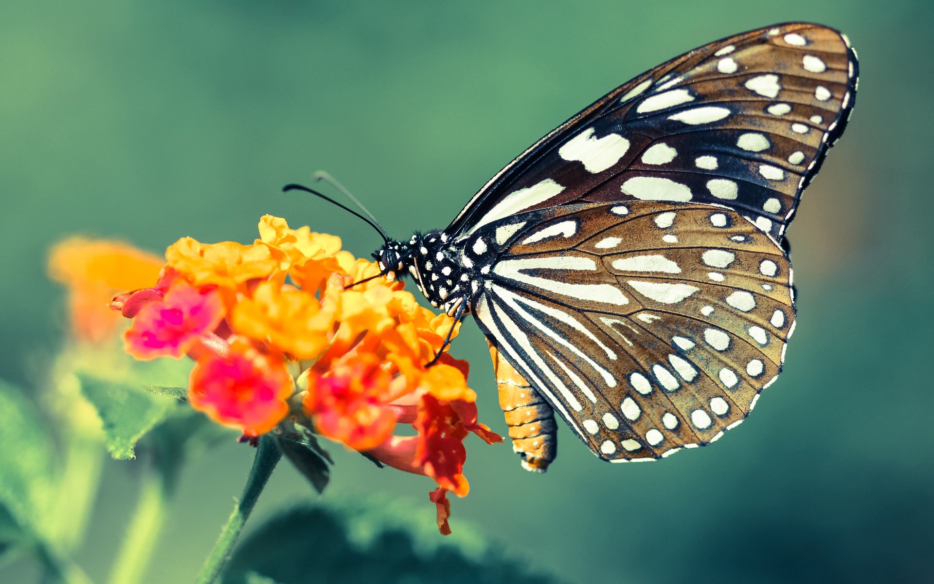 女排大奖赛江苏女排赢得冠军,女排大奖赛北京站直播在哪看