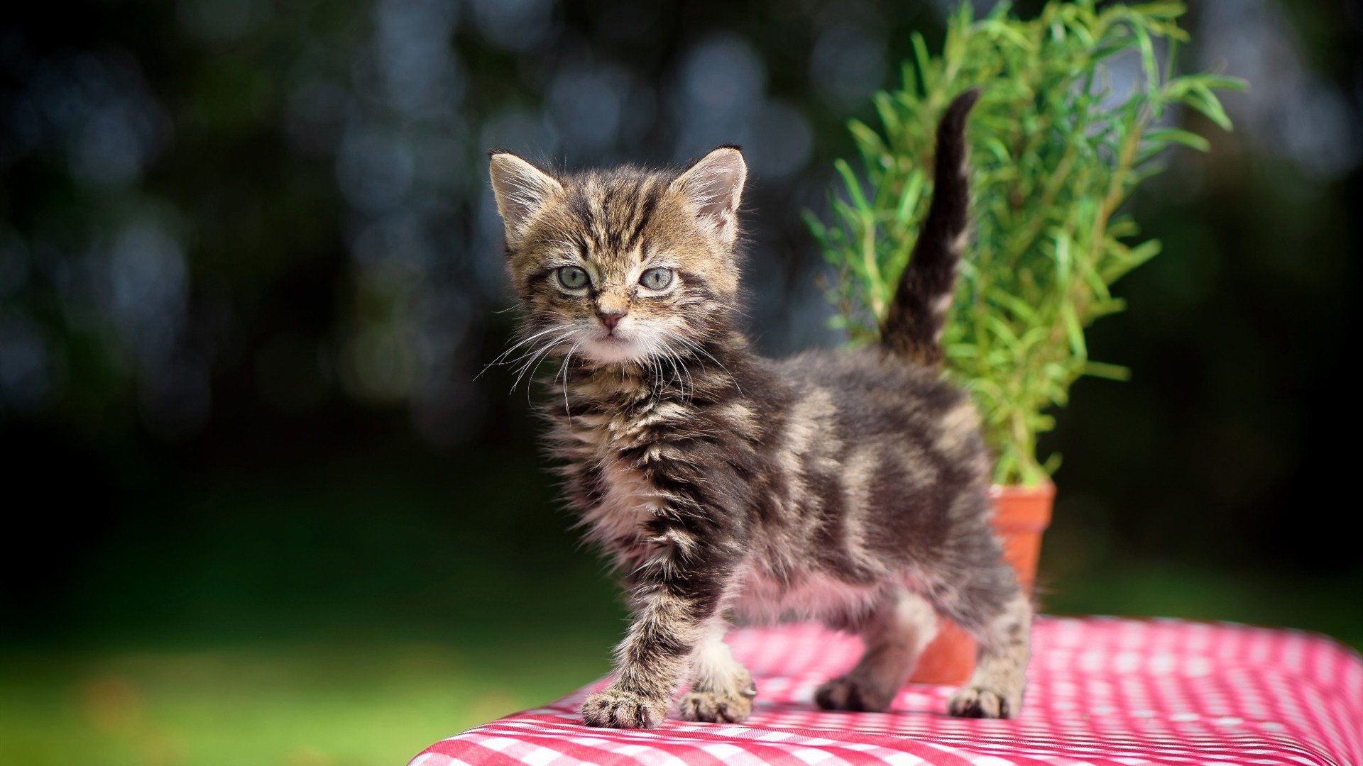 九游网游官网-校园体育科技创新活动设计与评估标准，学校体育活动创新