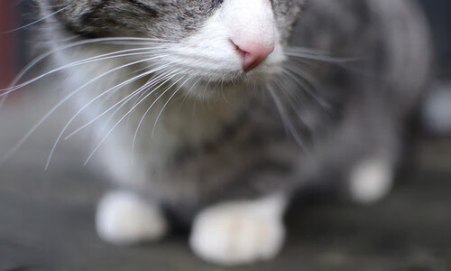 九游电脑版-亚洲杯中国女足逆袭 球迷点赞教练布阵，中国女足惊动亚足联