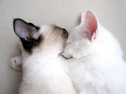 九游官网pc-瑞典队乒乓战术：高效发球与接发球的巧妙配合，瑞典著名乒乓球有哪些选手