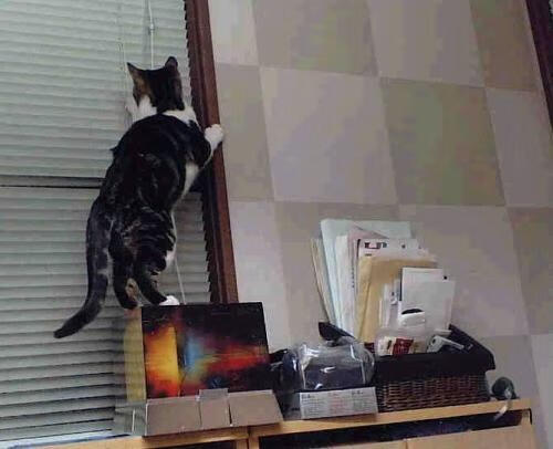 “帕布罗·马特拉的爆发力与坚韧不拔,铸就阿根廷美洲狮队的未来”