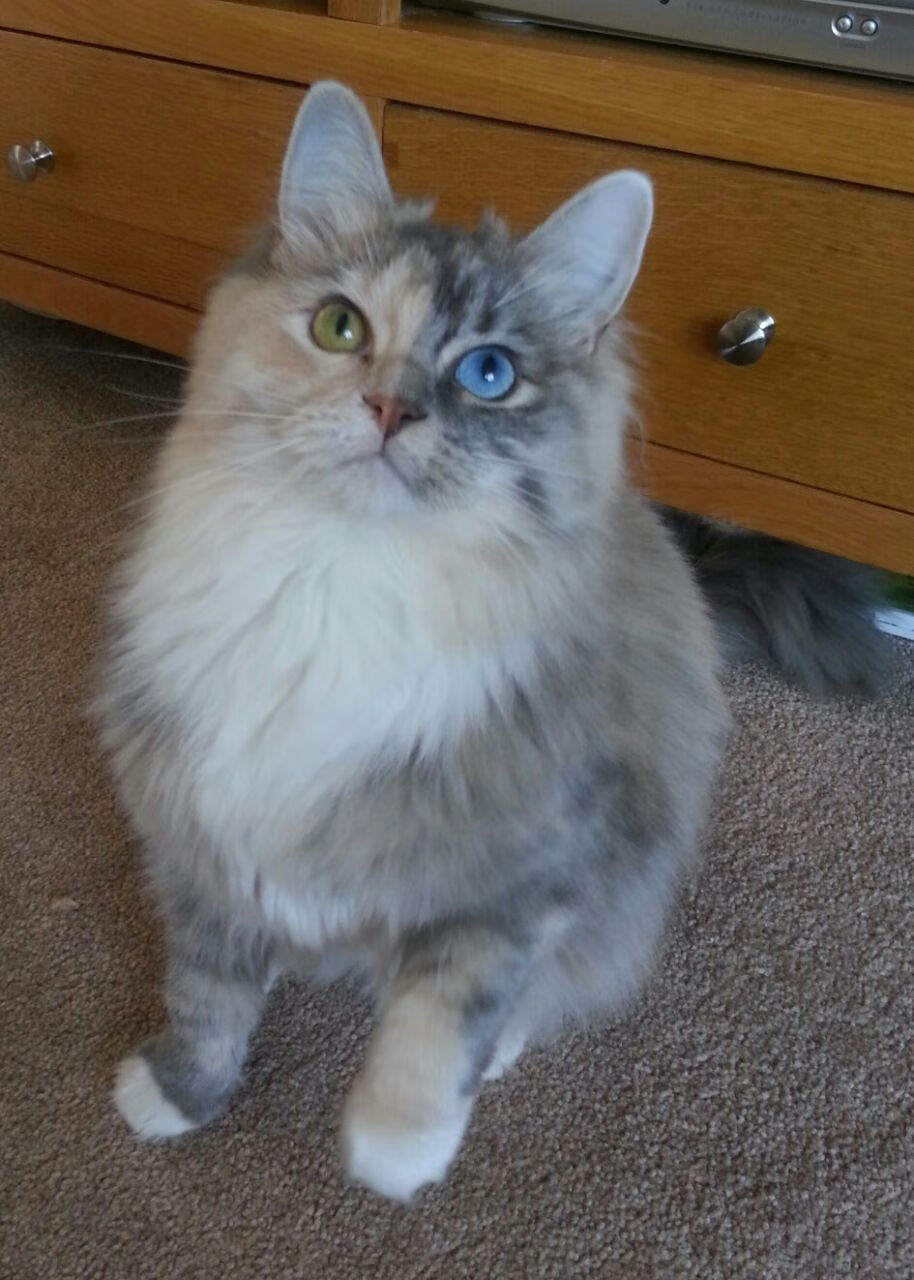 九游官网下载电脑版-塞内加尔男篮在非洲锦标赛中奋勇争先，续写非洲篮球辉煌篇章，塞内加尔男篮排名