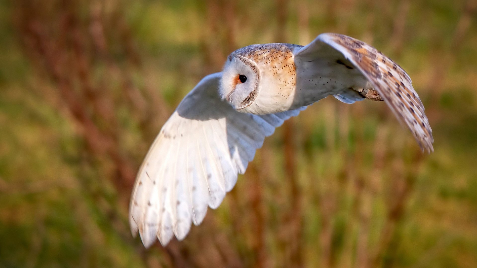 JIUYOU.COM-林丹推广羽毛球入校园计划再扩展，林丹的羽毛球馆