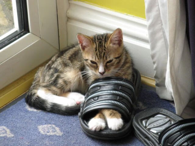 九游电脑版-独行侠主帅谈比赛控制能力有所进步，独行侠 主场