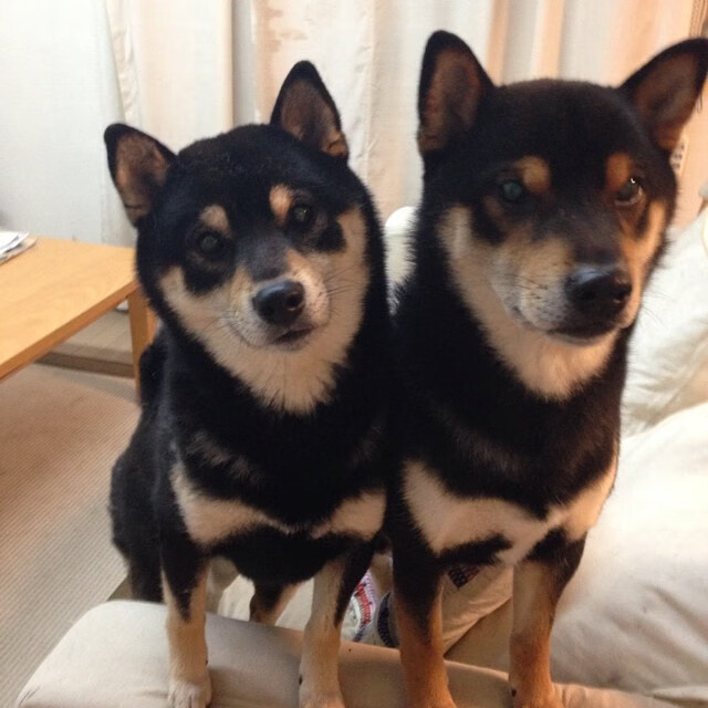 覃海洋蛙泳起跳堪称教科书,覃海洋游泳