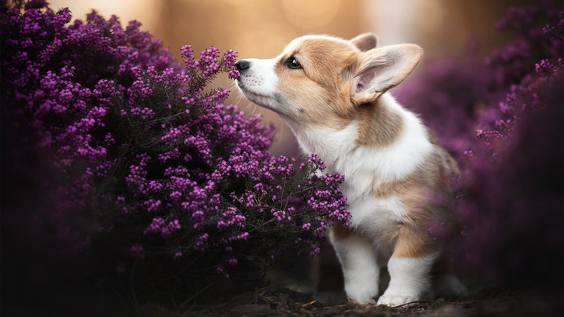 高校篮球设立运动表现研究室促进数据挖掘应用,浅析我校篮球现状及对策