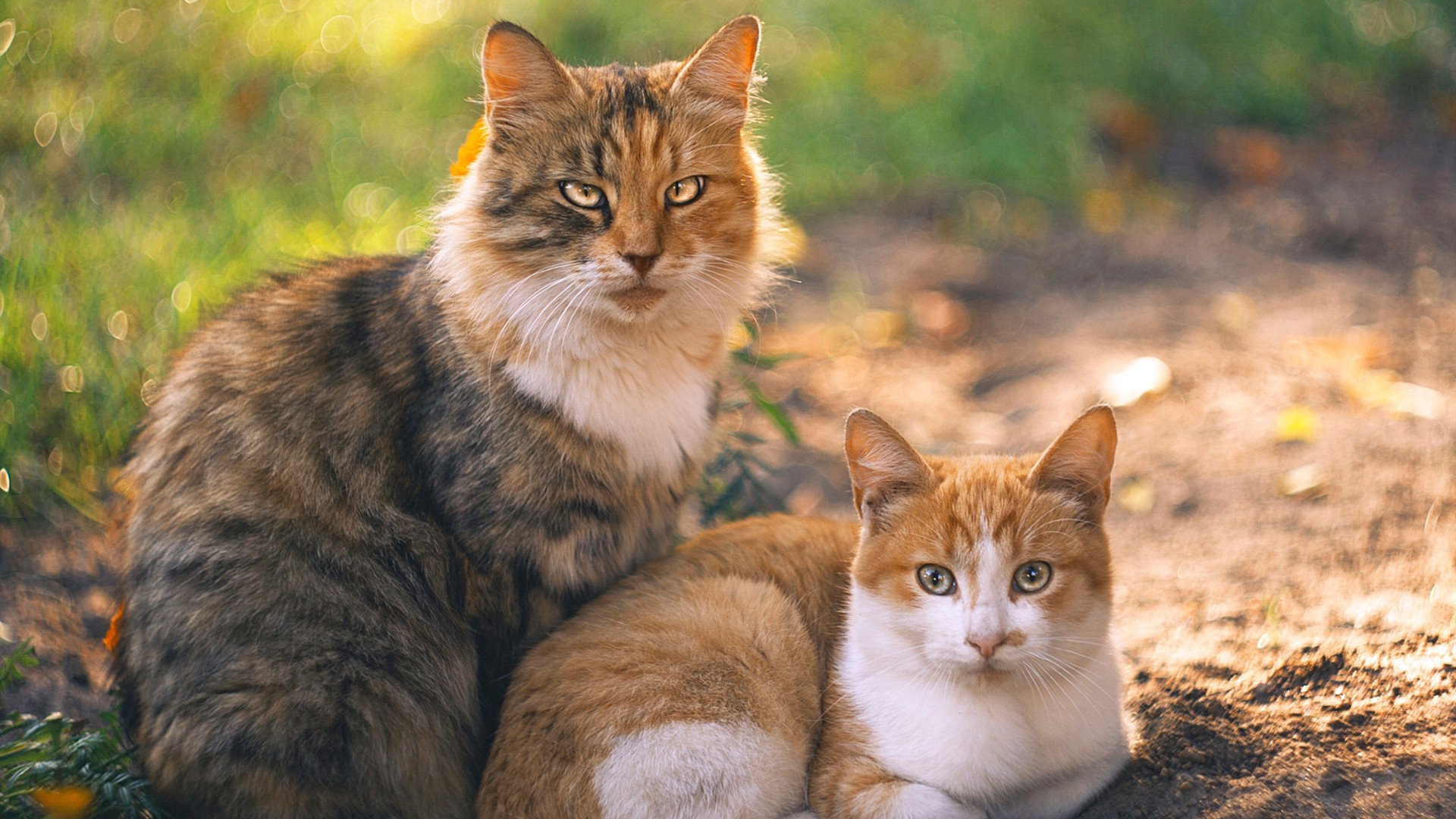 JIUYOU.COM-6500万解约金曝光，凯恩确认回归热刺，凯恩亲承将离开热刺